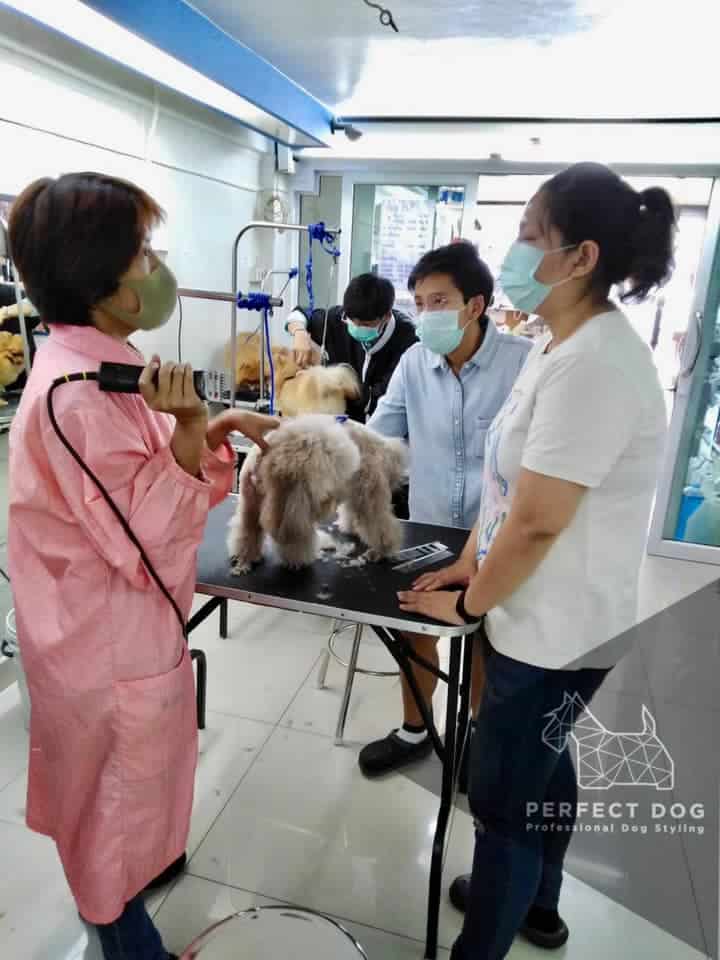 Perfectdog Petshop and School (หน้าโลตัสบางประกอก) 2