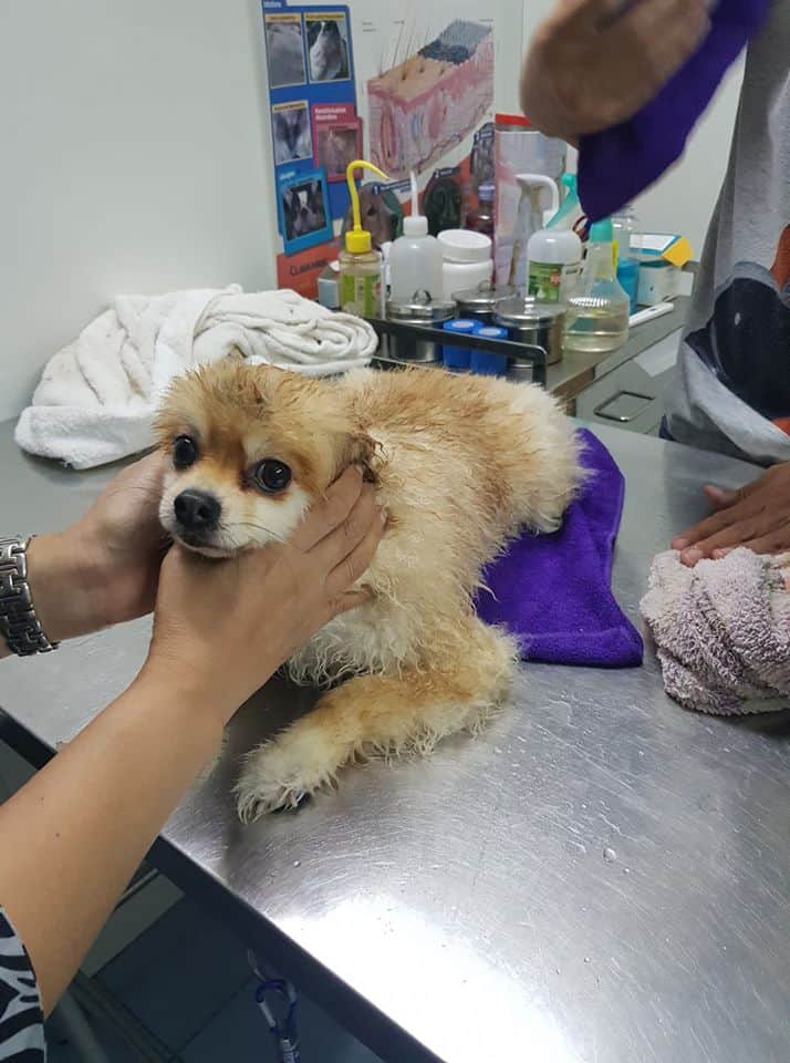 Pukpuipet (ปุกปุยสัตวแพทย์) 2