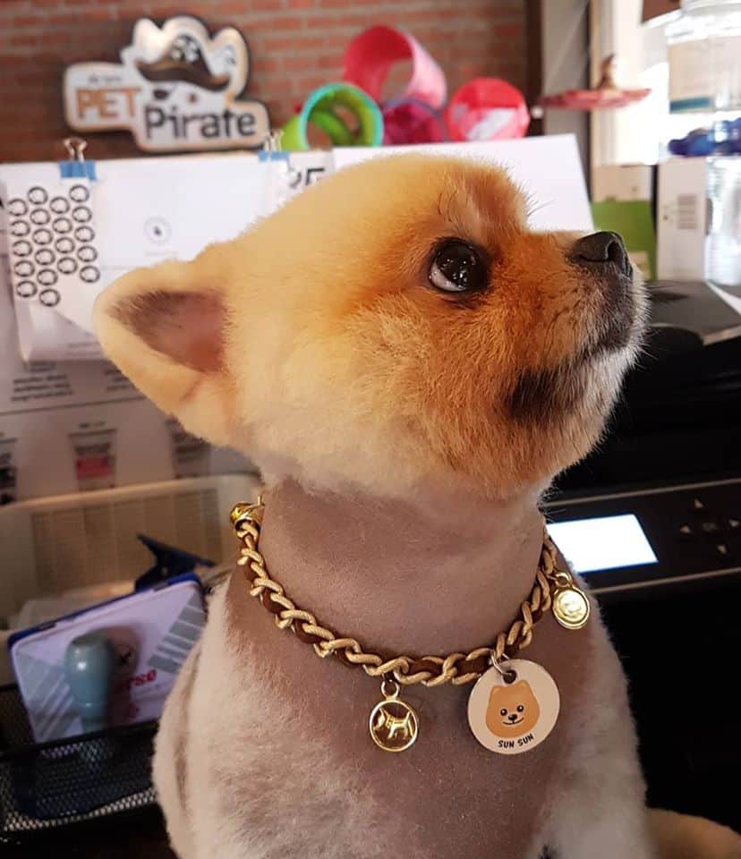 Pet Pirate Pet Store (แจ้งวัฒนะ) 6