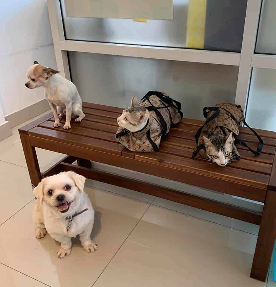 Pet Paw Vet Clinic(คลินิกรักษาสัตว์ เพ็ท พอว์) 2