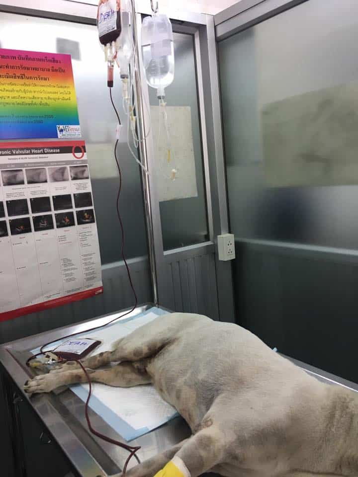 Putthabucha vetclinic (คลินิกพุทธบูชาสัตวแพทย์) 5