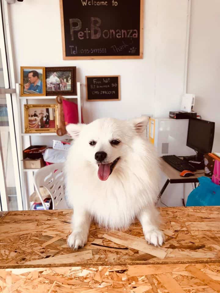 Pet Bonanza (ลำลูกกา คลอง4) 9