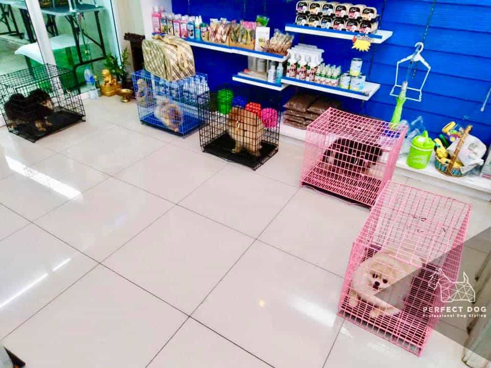 Perfectdog Petshop and School (หน้าโลตัสบางประกอก) 4
