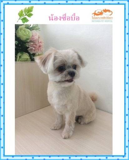 Animal Hospital Ratchada (โรงพยาบาลสัตว์รัชดา) 5