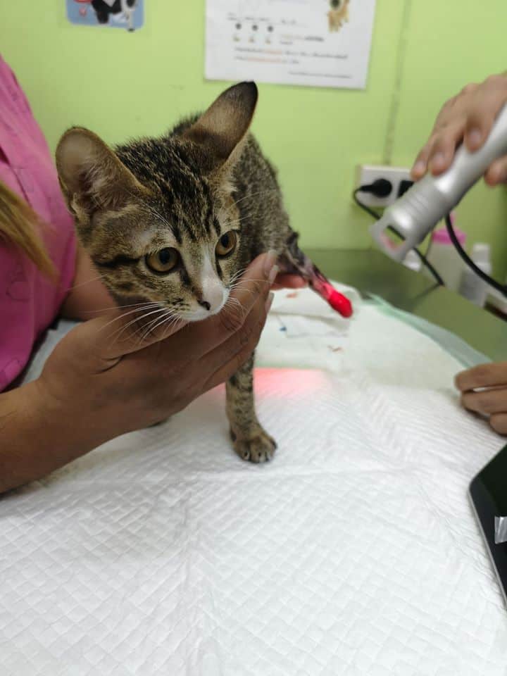 โรงพยาบาลสัตว์เพ็ทโปร Petpro 4