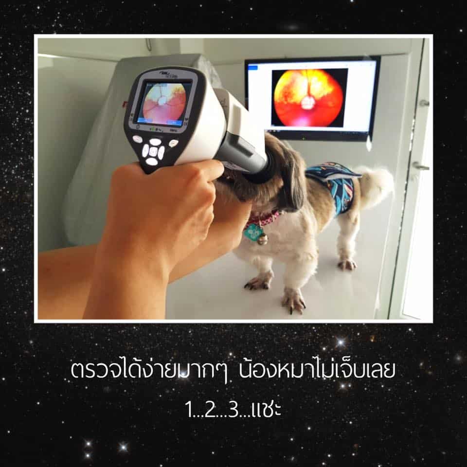 Praneevet (ปราณีสัตวแพทย์ ศูนย์โรคตาสัตว์) 6
