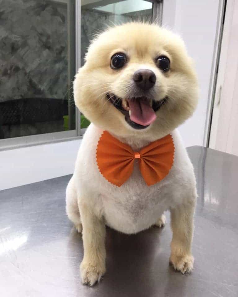Star Pet Grooming (ดอนเมือง) 5