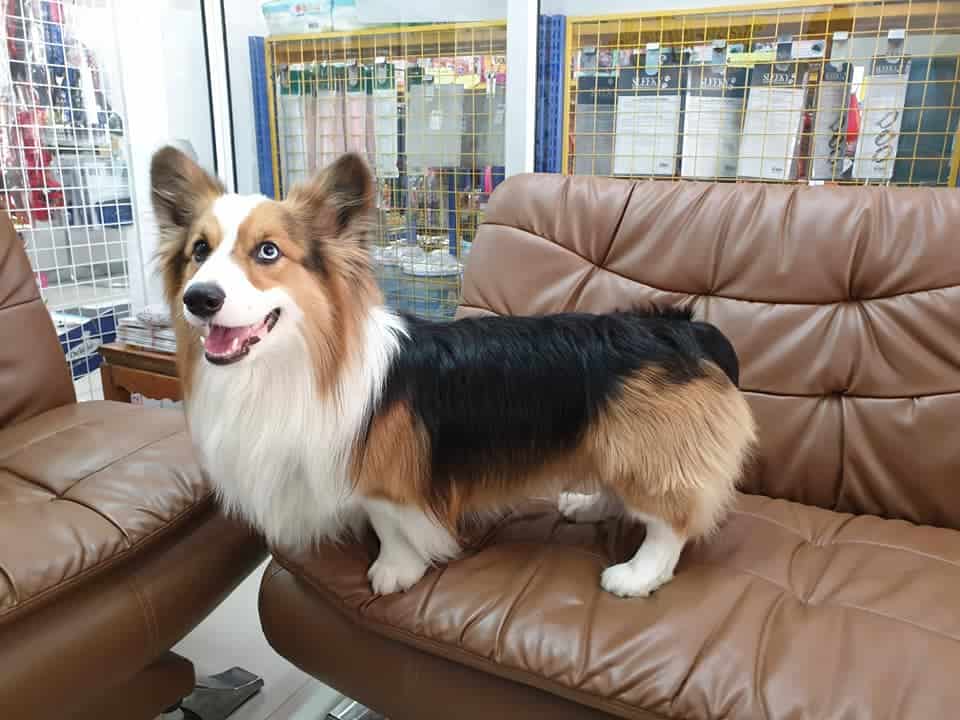 BowWow Center (บาววาว เซ็นเตอร์) 4