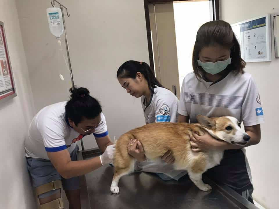 Ohayo Pet Hospital (แม่ริม) 3