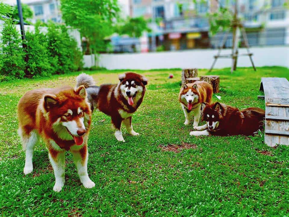Pet Friends Bangsaen (บางแสน) 3