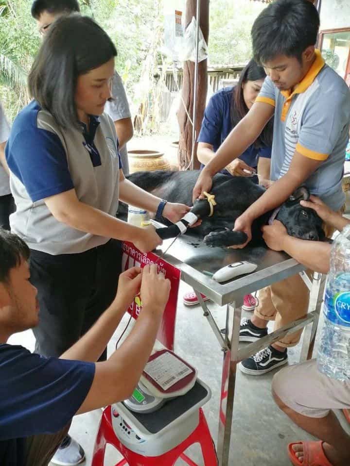 โรงพยาบาลสัตว์คณะสัตวแพทย์มหาวิทยาลัยขอนแก่น 4