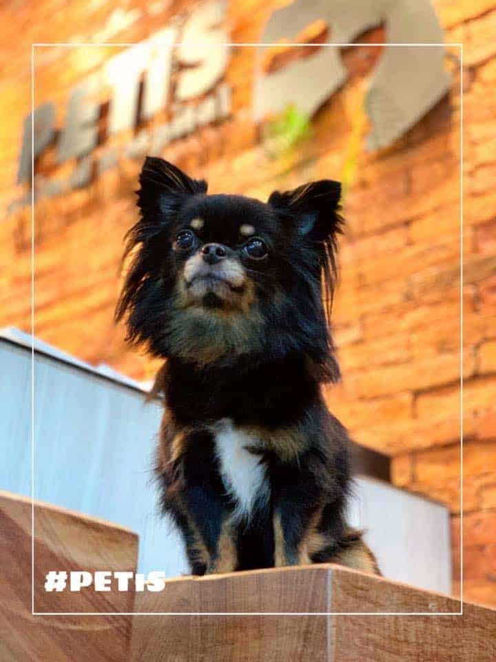 โรงพยาบาลสัตว์เพ็ทอีส PETiS Animal Hospital 5