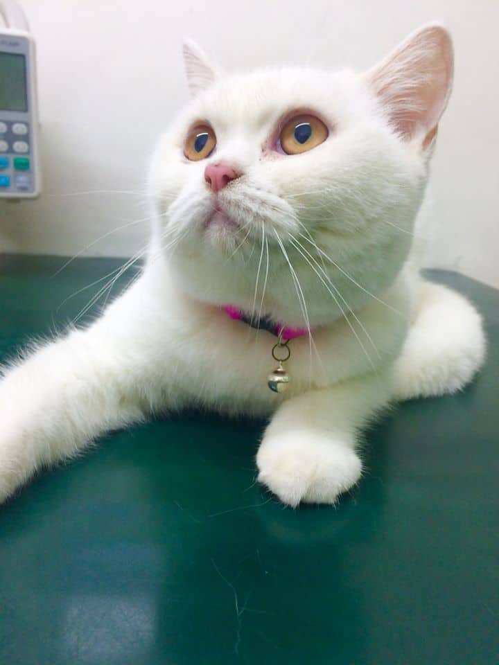 Animal Hospital Ratchada (โรงพยาบาลสัตว์รัชดา) 6