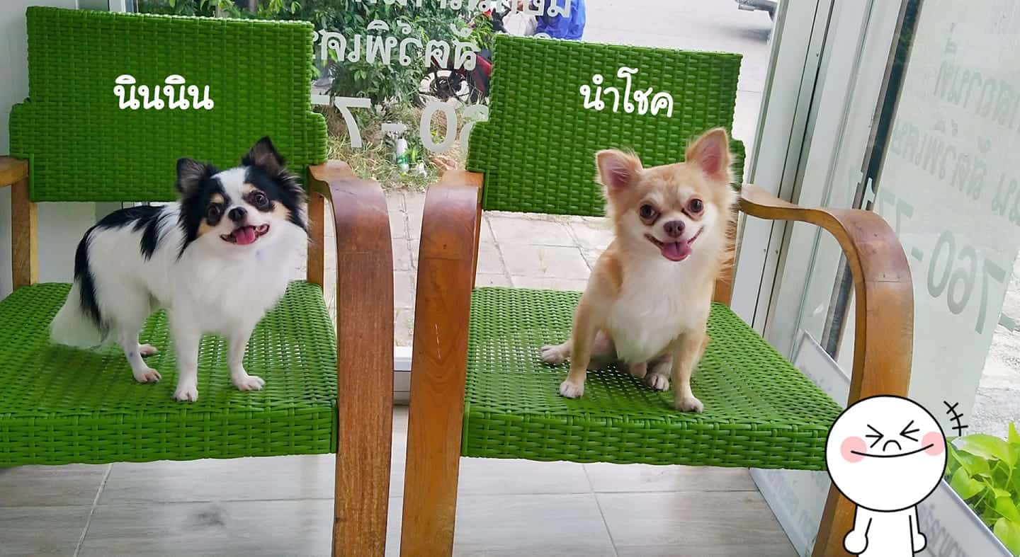 โรงพยาบาลสัตว์มีรัก Meerak Vet 6