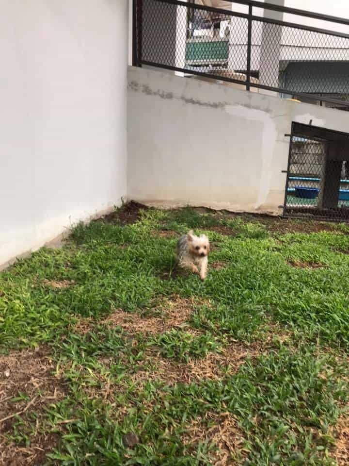Ohayo Pet Hospital (แม่ริม) 4