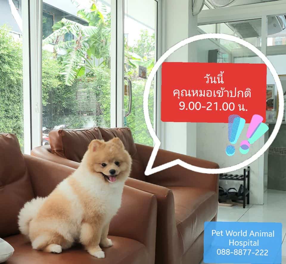 Petworld VR (โรงพยาบาลสัตว์เพ็ทเวิล์ด วิภารัชดา) 5