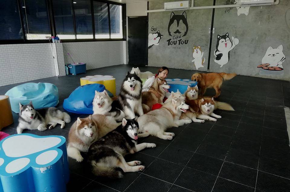 Cafe et TouTou คาเฟ่ เอ ตูตู (บางแสน) Dog Cafe 2