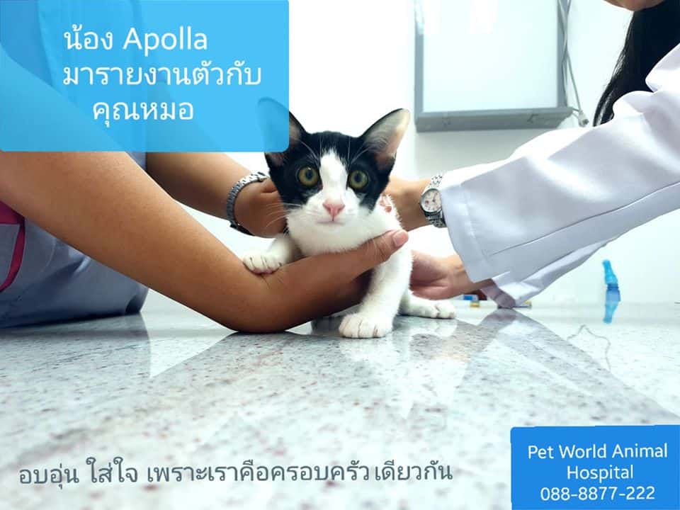 Petworld VR (โรงพยาบาลสัตว์เพ็ทเวิล์ด วิภารัชดา) 6