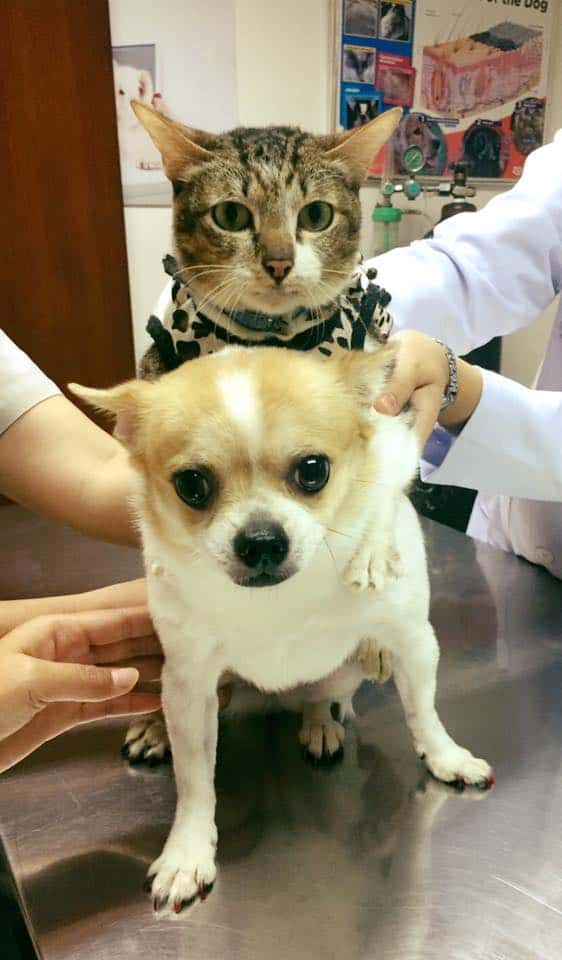 Saimai Animal Hospital (โรงพยาบาลสัตว์สายไหม) 9