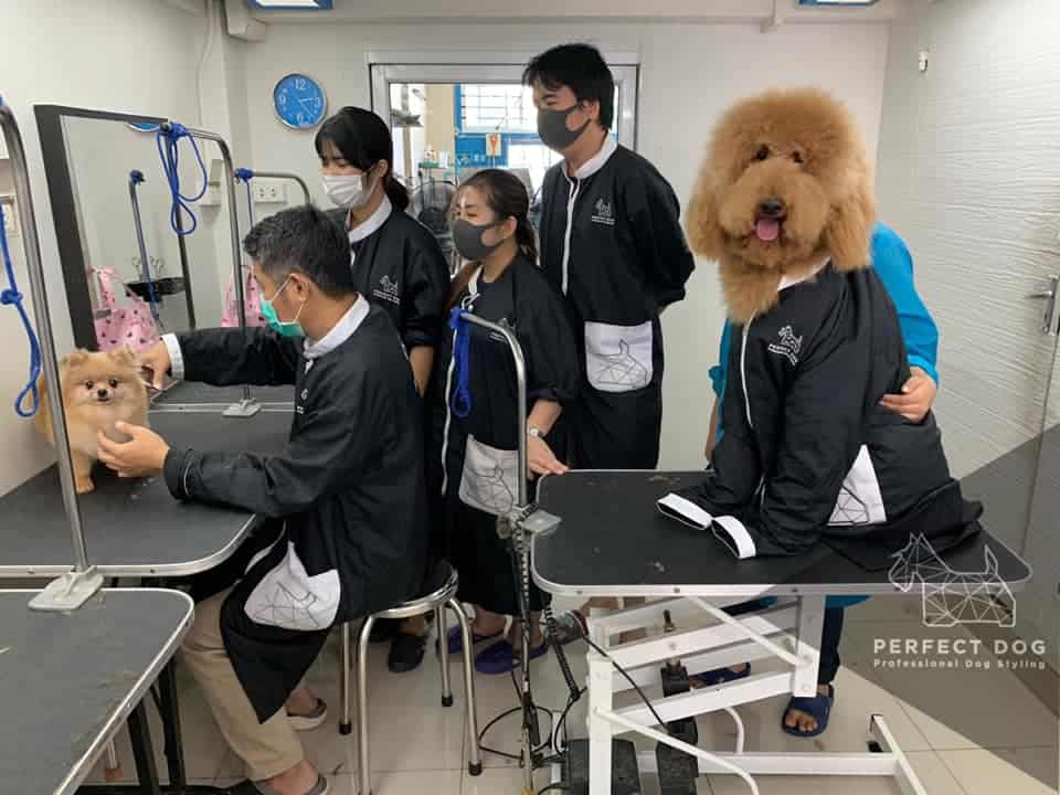 Perfectdog Petshop and School (หน้าโลตัสบางประกอก) 6
