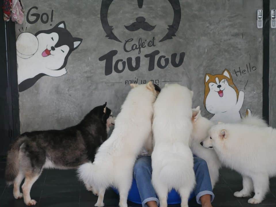 Cafe et TouTou คาเฟ่ เอ ตูตู (บางแสน) Dog Cafe 4