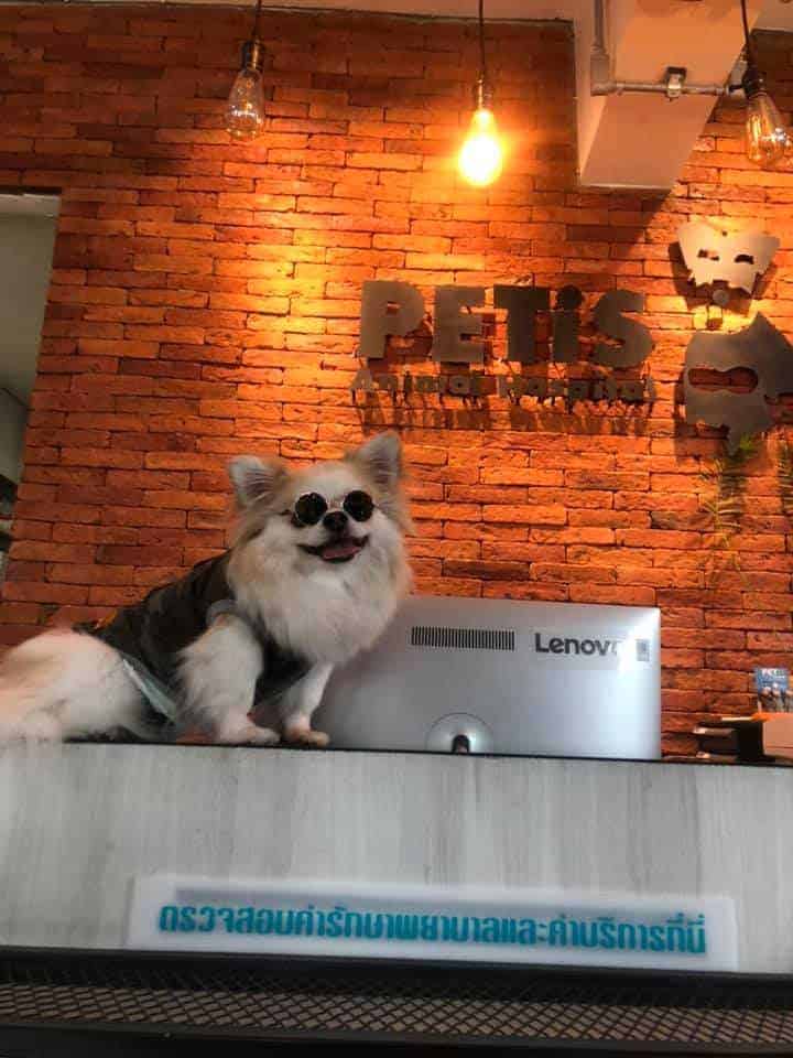โรงพยาบาลสัตว์เพ็ทอีส PETiS Animal Hospital 7