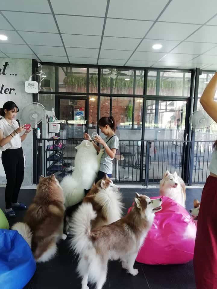 Cafe et TouTou คาเฟ่ เอ ตูตู (บางแสน) Dog Cafe 5