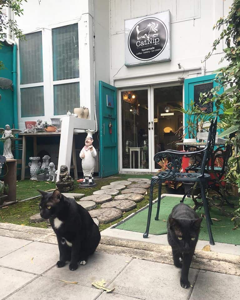 CatNip Cafe (แคทนิป คาเฟ่) Cat Cafe 4