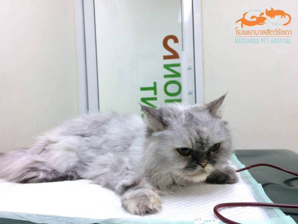 Animal Hospital Ratchada (โรงพยาบาลสัตว์รัชดา) 7