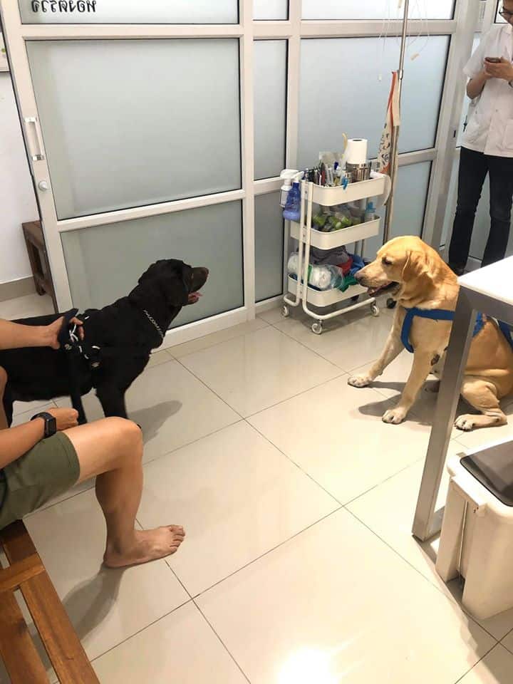 Pet Paw Vet Clinic(คลินิกรักษาสัตว์ เพ็ท พอว์) 3