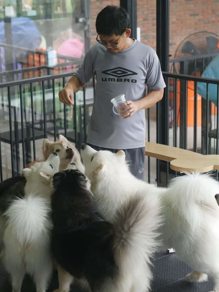 Cafe et TouTou คาเฟ่ เอ ตูตู (บางแสน) Dog Cafe 7