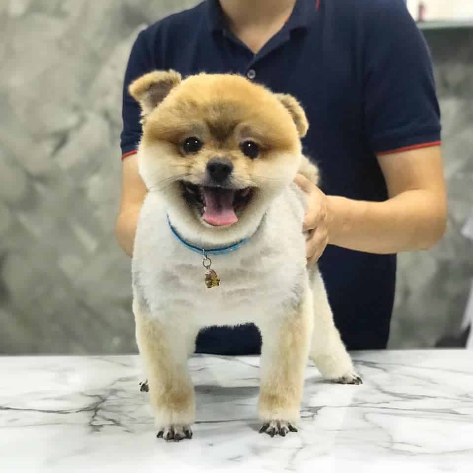 Star Pet Grooming (ดอนเมือง) 6