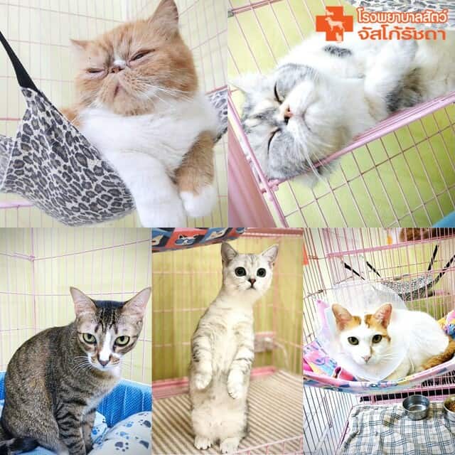 โรงพยาบาลสัตว์จัสโก้รัชดา (Jusco Ratchada Pet Hospital) 2