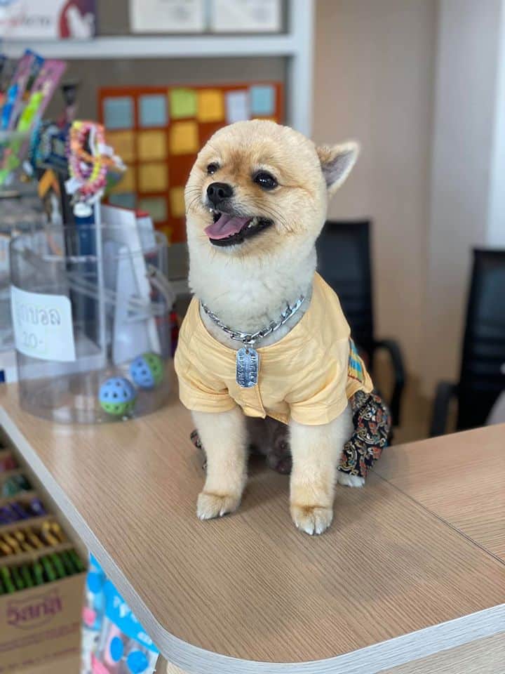 Pet Paw Vet Clinic(คลินิกรักษาสัตว์ เพ็ท พอว์) 4