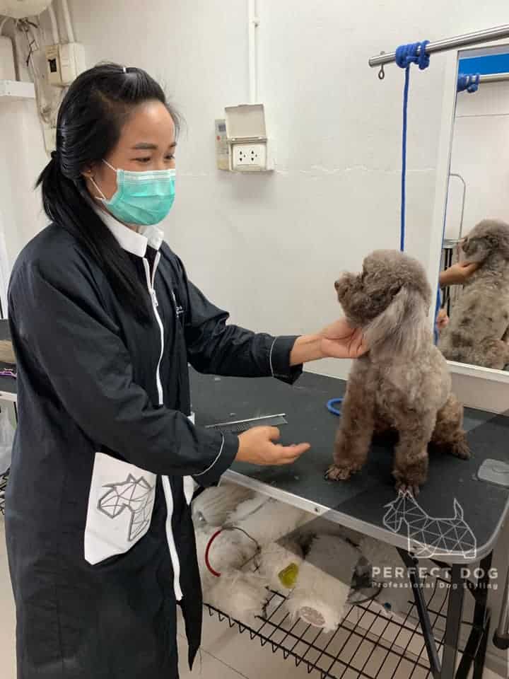 Perfectdog Petshop and School (หน้าโลตัสบางประกอก) 9