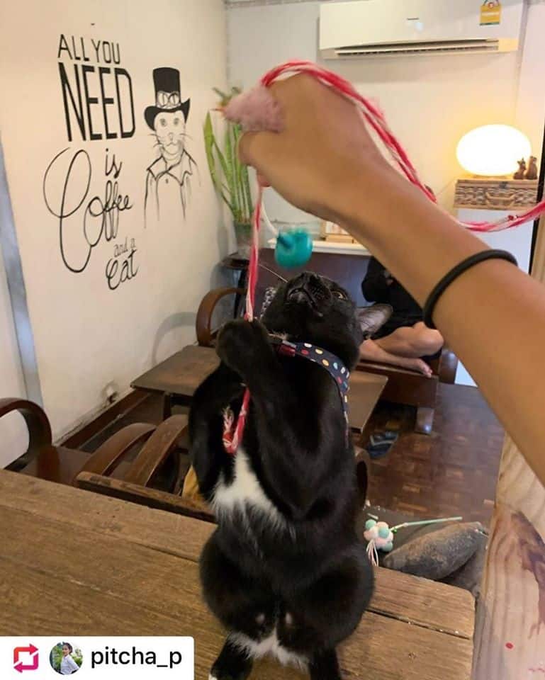 CatNip Cafe (แคทนิป คาเฟ่) Cat Cafe 5