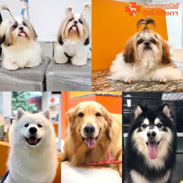 โรงพยาบาลสัตว์จัสโก้รัชดา (Jusco Ratchada Pet Hospital) 3