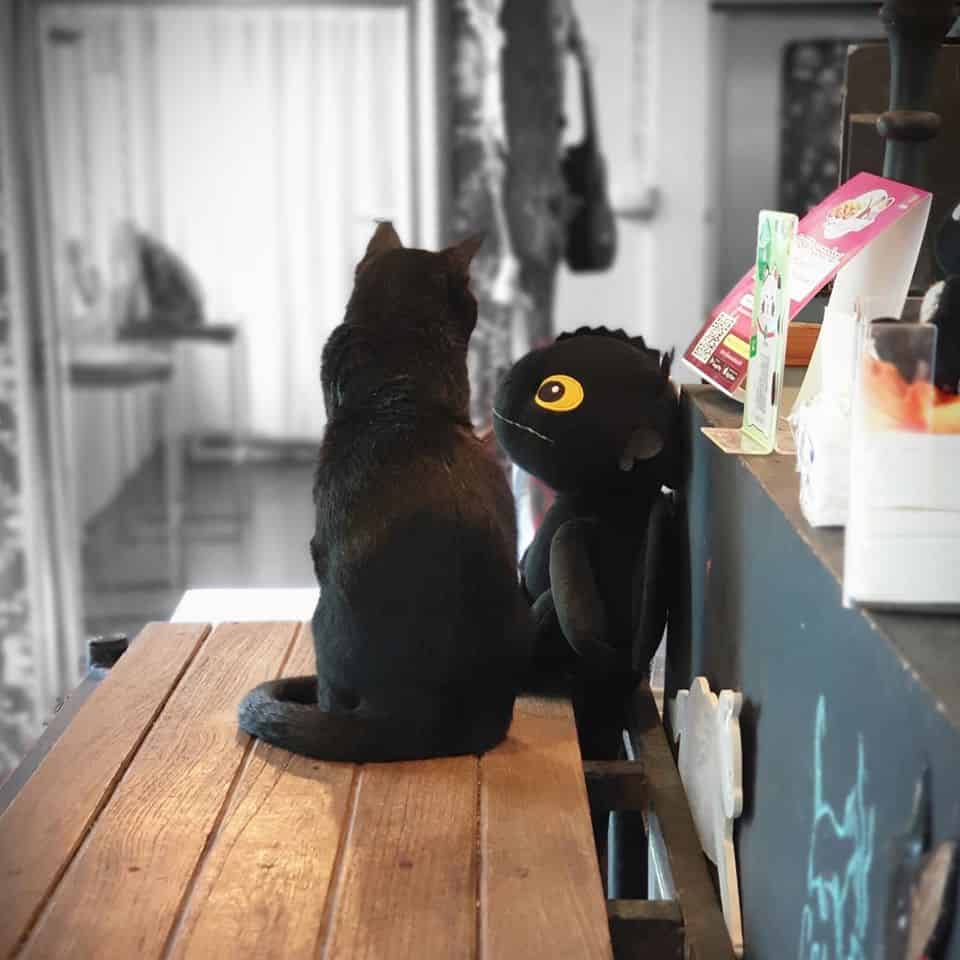 CatNip Cafe (แคทนิป คาเฟ่) Cat Cafe 8