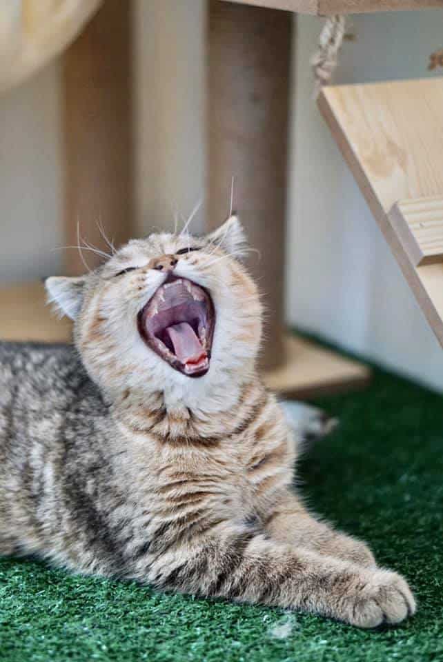 Ryoko Cat Hotel (โรงแรมแมวเรียวโค) Cat Hotel 2