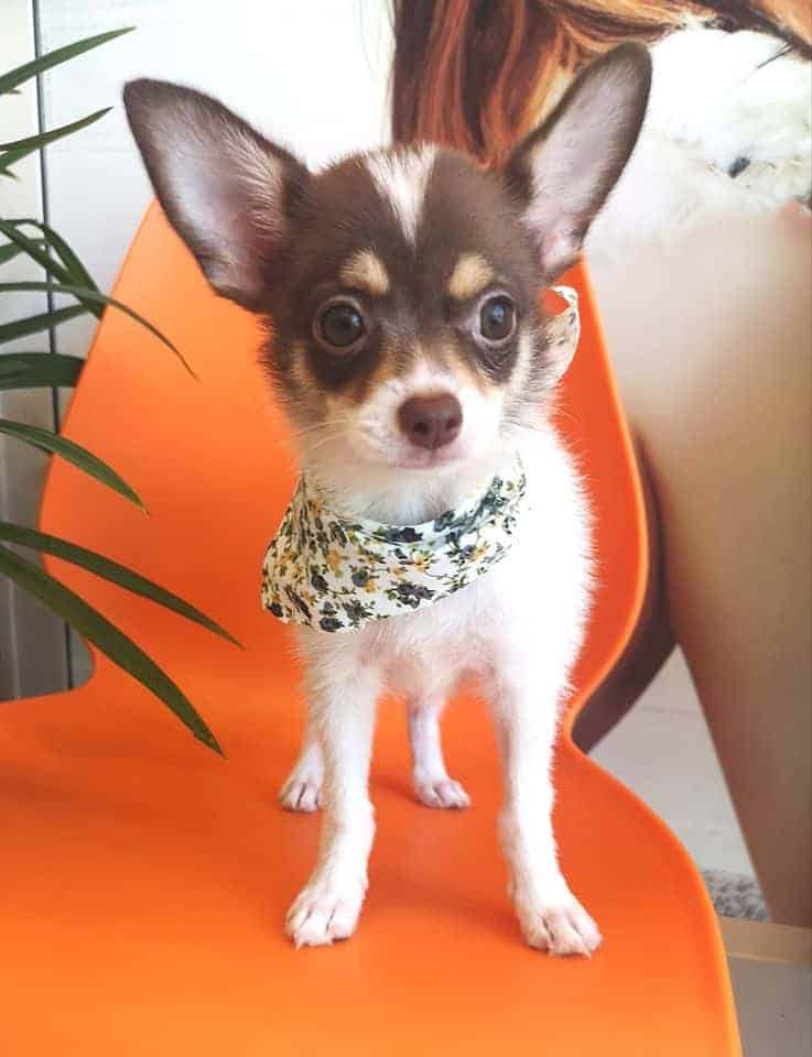 The Bangkok Pet Clinic (เดอะ แบงค็อก เพ็ท คลินิก) 3