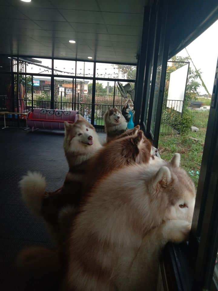 Cafe et TouTou คาเฟ่ เอ ตูตู (บางแสน) Dog Cafe 9