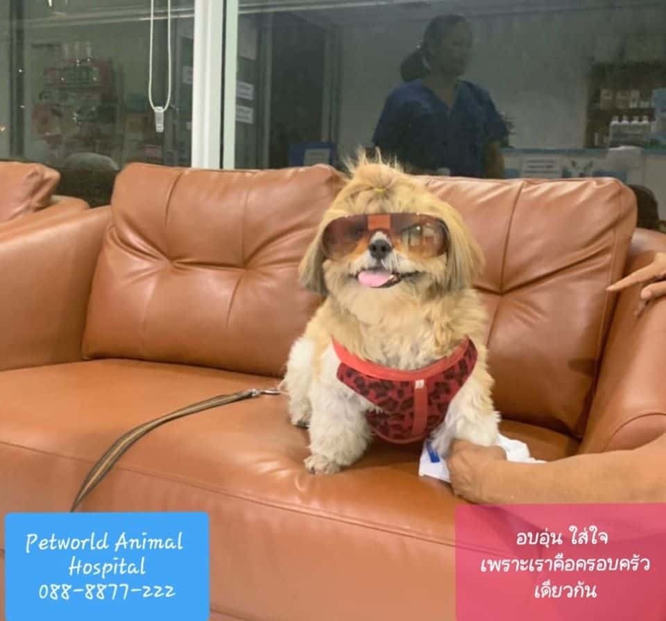 Petworld VR (โรงพยาบาลสัตว์เพ็ทเวิล์ด วิภารัชดา) 7