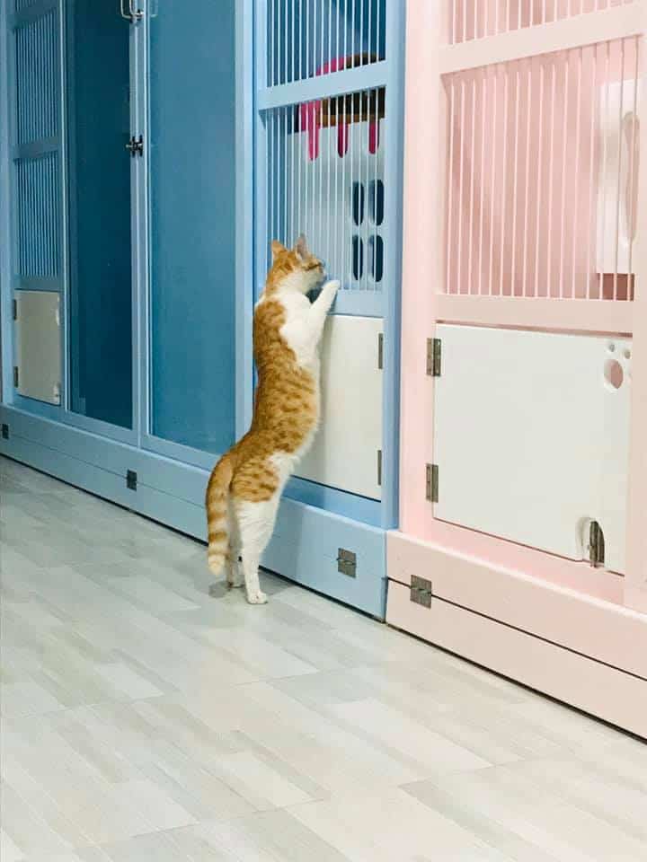 Ryoko Cat Hotel (โรงแรมแมวเรียวโค) Cat Hotel 3