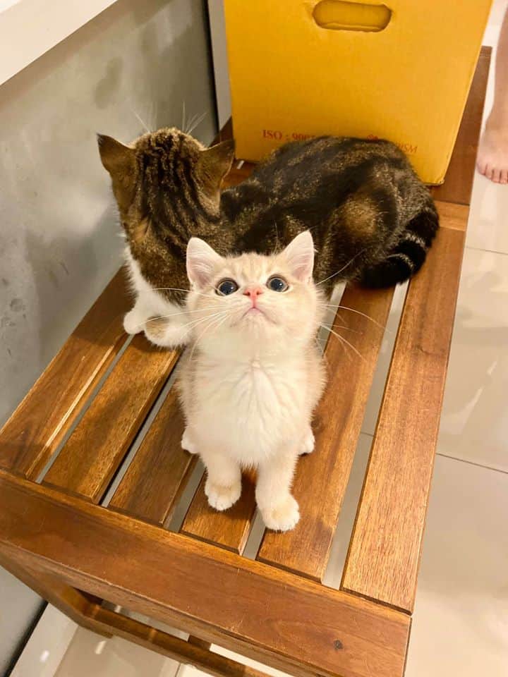 Pet Paw Vet Clinic(คลินิกรักษาสัตว์ เพ็ท พอว์) 5
