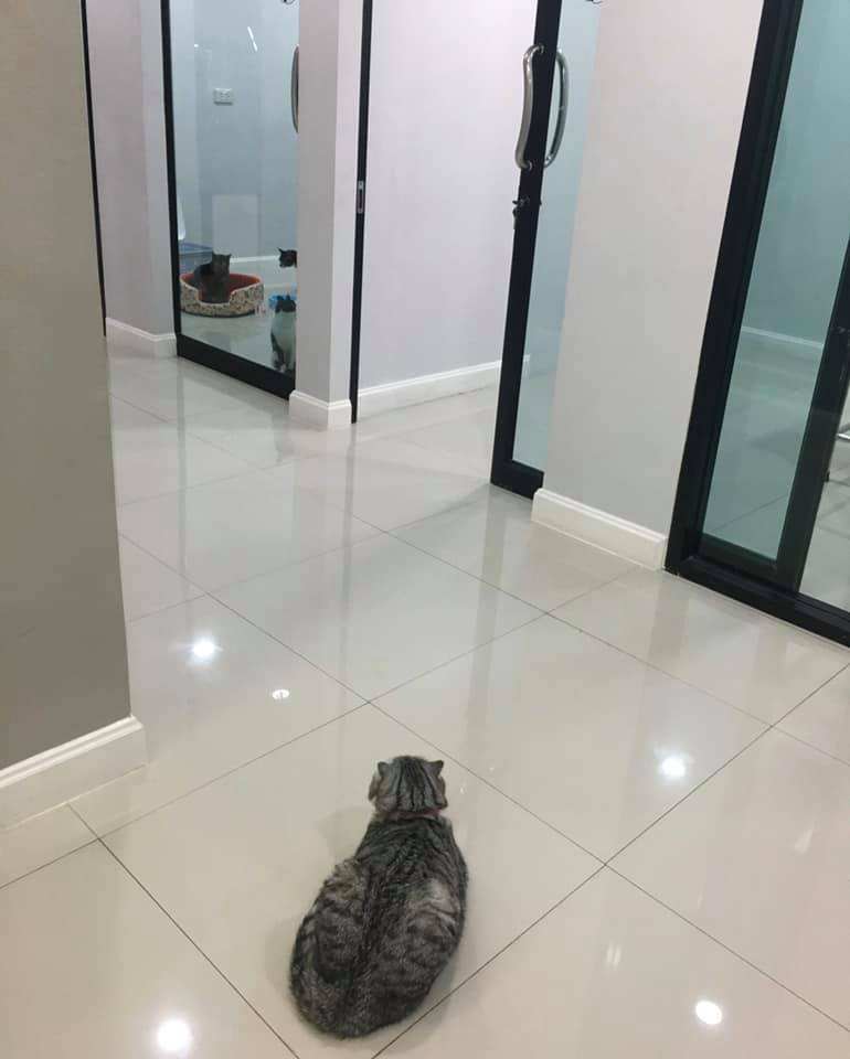 Ninety-nine Veterinary Hospital & Hotel (โรงพยาบาลสัตว์ไนน์ตี้ไนน์) 7