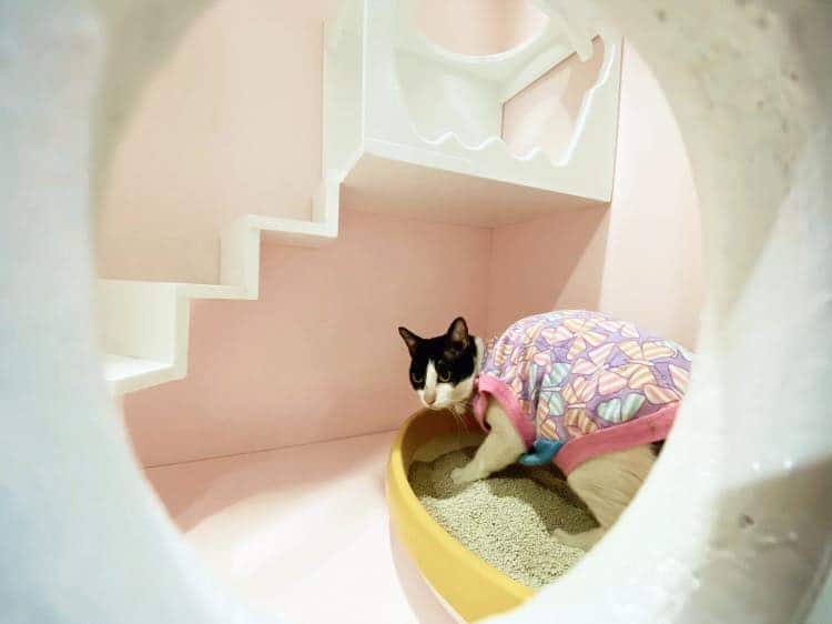 Ryoko Cat Hotel (โรงแรมแมวเรียวโค) Cat Hotel 4