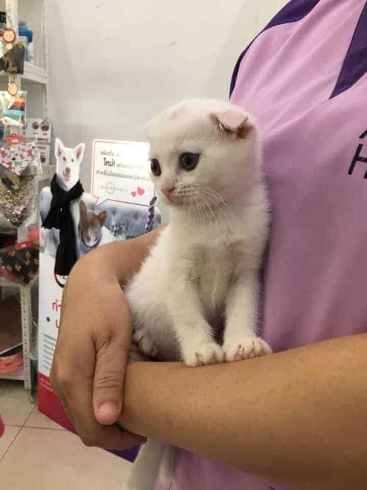 Terdrachan Vet (เทิดราชันสัตวแพทย์) 9