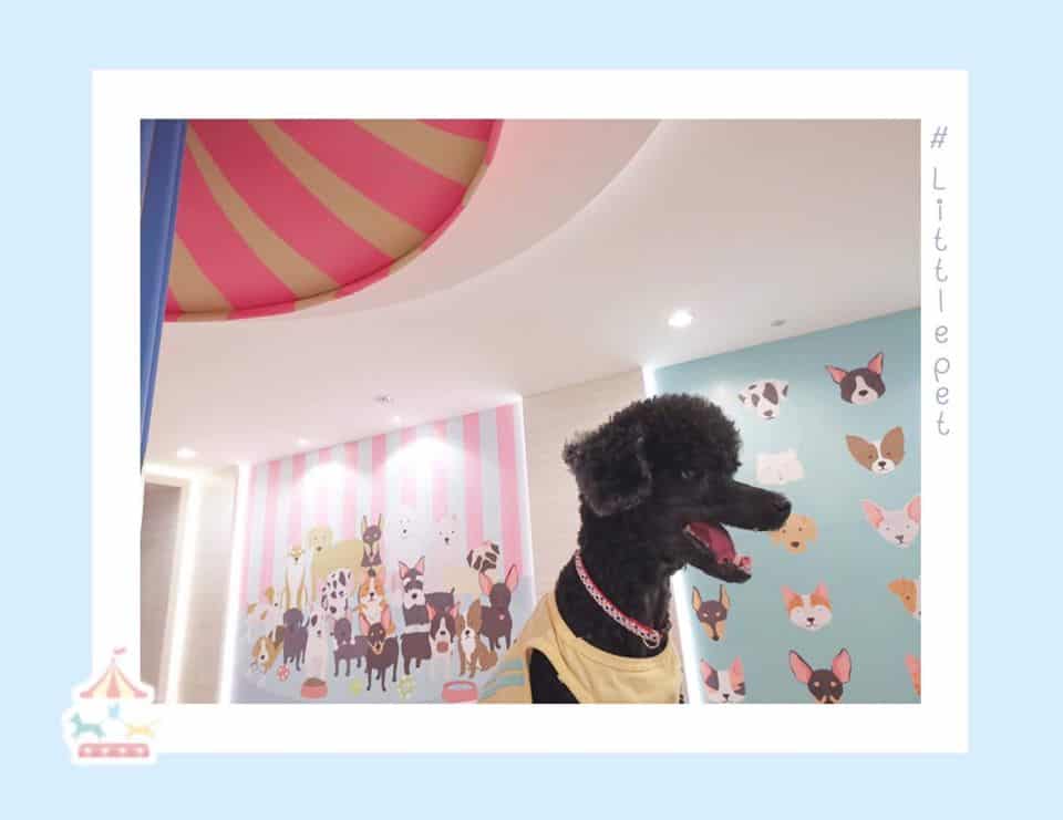 Little Pet (สุขุมวิท77) 1