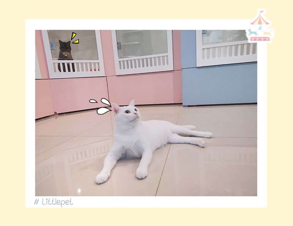 Little Pet (สุขุมวิท77) 2