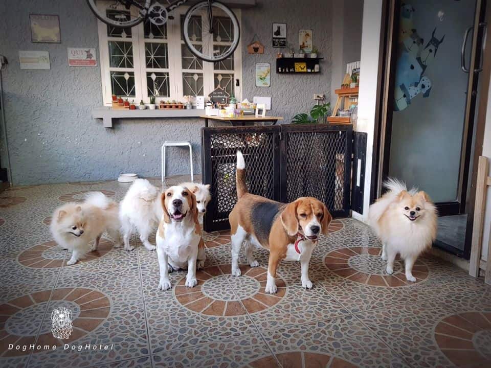DogHome (บ้านรักสุนัข) Dog Hotel 5
